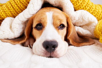 A beagle dog is lying on the bed under knitted blankets. Home environment, preparation for cold weather. The concept of home heating, cold winter or autumn