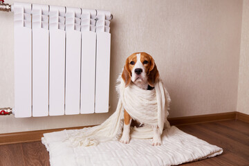 A beagle dog is sitting on the floor by a warm radiator, covered with a knitted scarf. Cold room...