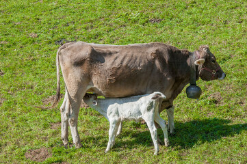 Naklejka na ściany i meble Calf nursing from the breast of the cow