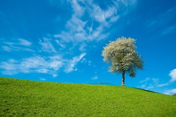 Cherry tree in the hills with blue sky