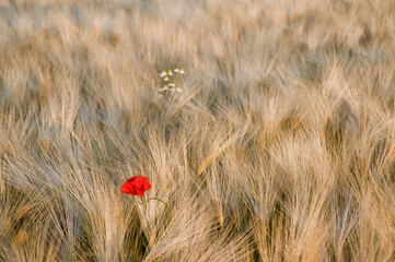 ears of corn with poppy