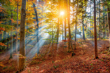 Fototapeta na wymiar Forest full of autumn colors