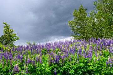 Purple and blue lupine blooming on a stormy day, as a nature background
