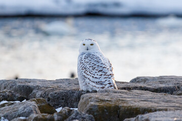 Snowy Owl on the Rocks