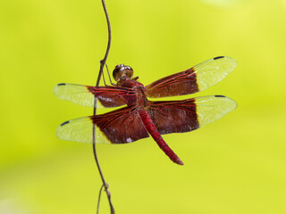 beautiful dragonfly in nature,Thailand.