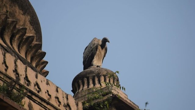 Indian Vulture or long billed vulture or Gyps indicus close up or portrait at Royal Cenotaphs (Chhatris) of Orchha, Madhya Pradesh, India, Orchha the lost city of India