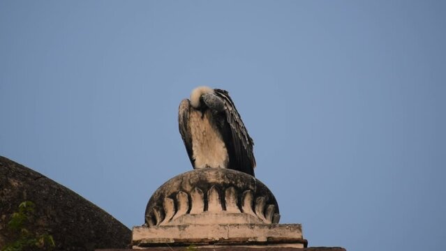 Indian Vulture or long billed vulture or Gyps indicus close up or portrait at Royal Cenotaphs (Chhatris) of Orchha, Madhya Pradesh, India, Orchha the lost city of India