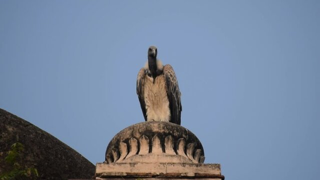 Indian Vulture or long billed vulture or Gyps indicus close up or portrait at Royal Cenotaphs (Chhatris) of Orchha, Madhya Pradesh, India, Orchha the lost city of India