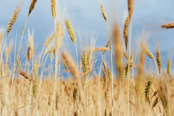 Close up of Gold wheat or rye against thunder dark blue sky, calm and natural background. Agriculture concept