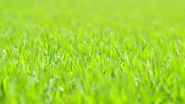 Green grass lawn. Green background of grass leaf in field. Agriculture landscape. Pan.