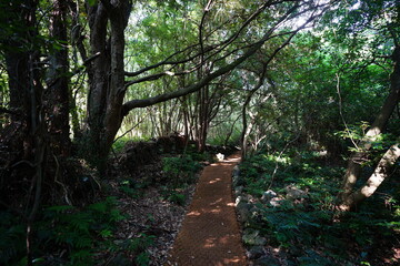 mossy rocks and old trees in wild forest