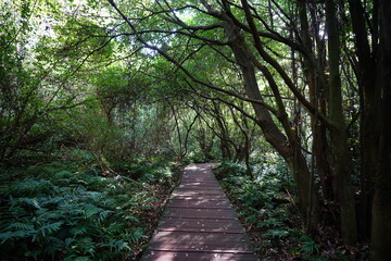 Obraz premium refreshing autumn forest with path