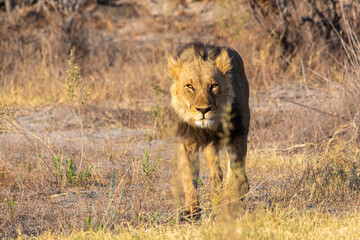 African lion isolated walking through the bush