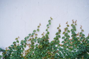 La plante creeper verte sur un mur