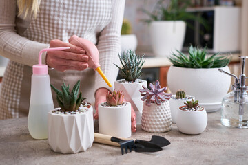 Woman cultivating house succulent plants - Echeveria, Pachyveria, Havorthia