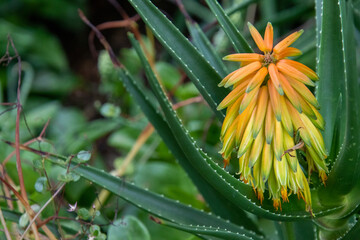 Aloe flower and plant isolated against a background of greenery