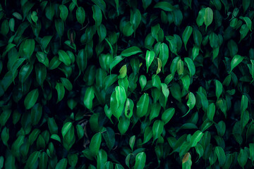 Green tropical leaf texture background