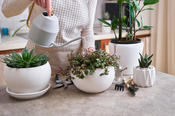 Woman watering Potted House plants with watering can