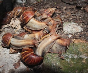 snail or achatina fulica walking on the ground