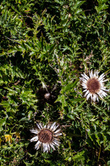 Carlina acaulis flower growing in meadow