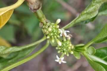 A young or baby morinda citrifolia or noni or mengkudu (in Indonesia) grows on the side of a small road, in a residential area. With lots of ants on the fruit.