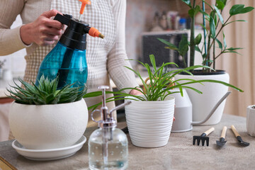 Woman spraying Potted House plants with on concrete table