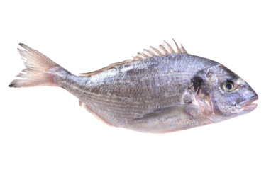 Dorado fish isolated on white