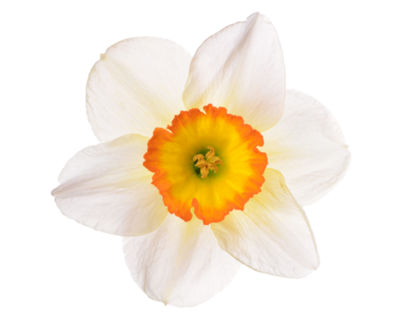 White narcissus isolated on white