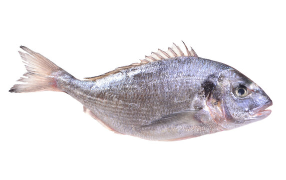 Dorado fish isolated on white