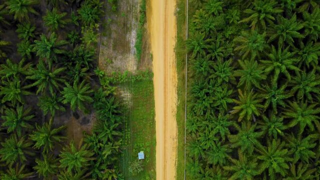 Cinematic Drone Footage of Onshore Drilling Rig equipment structure for oil exploration and exploitation in the middle of jungle surrounded by palm oil trees during sunset and high oil price.