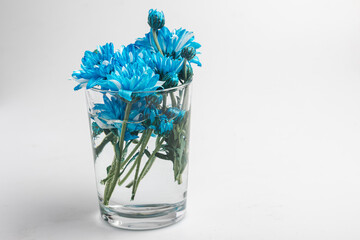 blue chrysanthemums in a glass vase