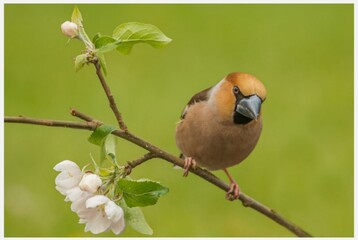 Fototapeta premium robin perched on a branch