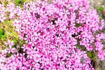 Fototapeta premium Pink Moss in full bloom