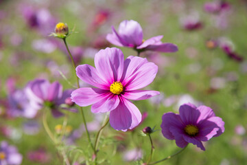 Cosmos blooms in warm sunlight with beautiful yellow stamens in japan garden