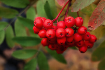Hanging bunch of red rowan berries. Close-up