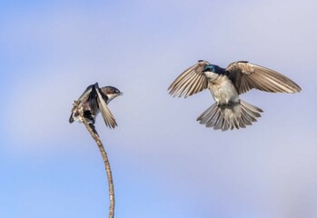 two birds in flight