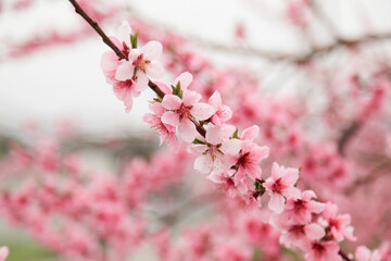 peach blossoms a bouquet of pink peach blossoms, beautifully divided.