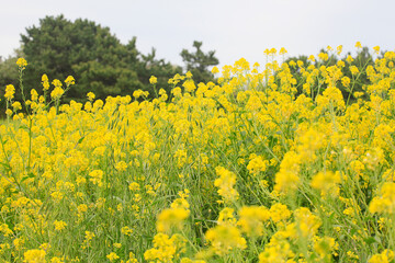 Mustards Flower bright yellow mustard flowers, a Symbol of welcoming spring
