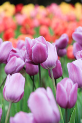 close-up photo of purple tulips There are tulips of various colors in the background.