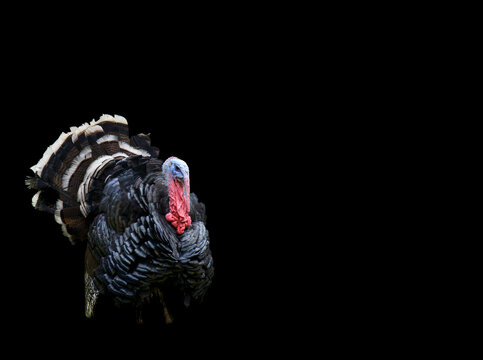 red neck turkey on black background