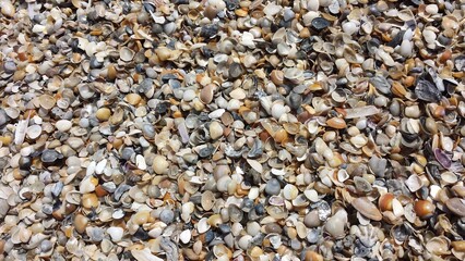 shells on a beach background