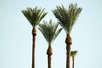 palmtree of phoenix