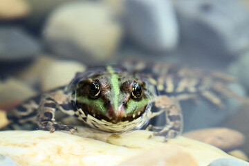 Frösche im Garten - kleiner Wasserfrosch schaut mit großen Augen aus seinem Teich heraus
