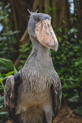 Obraz premium 動物園の動物