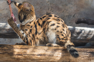 Obraz premium 動物園の動物