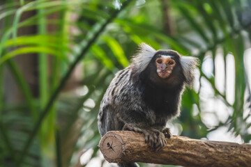 動物園の動物