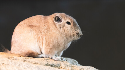 動物園の動物