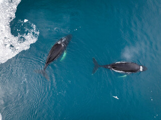 Ballenas yubartas descansando entre los icebergs a vista de drone.