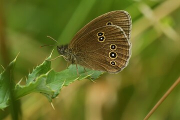 Closeup of the brown rignlet butterfly, Aphantopus hyperantus sitting in the vegation