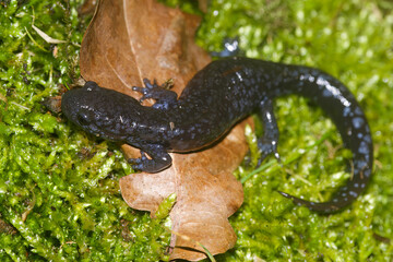 Closeup shot of a female of the threatened North American Blue-spotted mole salamander